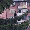 Neobična vrsta ptice snimljena na Grbavici, pretpostavlja se da je riječ o ćelavom ibisu