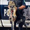 Policija u automobilu meksičkog para pronašla tigra