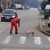 Prase trčalo ulicama Beograda, mesari ga pokušali uhvatiti: Zaslužio pomilovanje