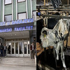 Q groznica otvorila brojna pitanja: Šta se dešava na Veterinarskom fakultetu i farmi Bojnik