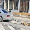 Užas u Posušju:  Zavezao psa za automobil i vukao ulicama grada