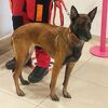 Pas Tora iz BiH pruža ogromnu pomoć u pronalaženju žrtava zemljotresa u Turskoj