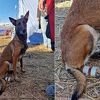 Potražni pas Tora iz BiH povrijedila šapu, ali je uspjela spasiti djevojčicu