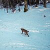 Nesvakidašnja fotografija s Plitvičkih jezera: Snimljen jedan od najrjeđih stanovnika parka