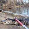 U parku u New Yorku pronađen aligator