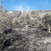 Kod Ljubuškog izgorio maslinik, požarom obuhvaćeno 10 hiljada kvadratnih metara