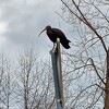 Ćelavi ibis još uvijek je u Sarajevu, fotografisan na Grbavici