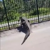 Kao kroz papir: Aligator na Floridi s lakoćom prošao kroz metalnu ogradu