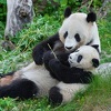 Bečki zoološki vrt proslavio 20 godina velikih pandi