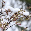Temperaturni skokovi, kiša i snijeg u aprilu: Ovog mjeseca trebamo biti spremni na sve vremenske prilike