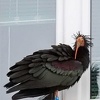 Nove informacije: Ćelavi ibis je uginuo od tupe traume na zatiljku glave, a ne od moždanog