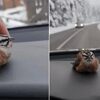 Crnogorac spasio promrzlu pticu od sigurne smrti, snimak "osvojio" društvene mreže