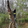 Nesvakidašnja situacija u Tuzli: Muškarac se zaglavio na drvetu, spašavali ga vatrogasci