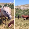 Kako izgleda obilazak divljih konja u Livnu: Prizor nalik na safarije u Africi