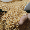Dogovor o izvozu ukrajinskog žita produžen za dva mjeseca