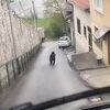 Medvjed na Vratniku, interventni tim lovačkog društva upućen na teren