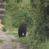 Pogledajte kako izgubljeni medvjed luta ulicama Vratnika