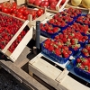 U Hercegovini nastradale trešnje i jagode: Trebale se izvoziti, a sad se nemaju gdje ni ubrati
