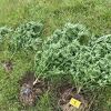 Policijska akcija u Čapljini: Oduzeta marihuana i oprema za uzgoj, uhapšen diler