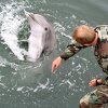 Rusija pojačava odbranu oko Sevastopolja: Raspoređeni i delfini?