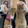 Ljudi šokirani: Veterinarska tehničarka pokazala svog najvećeg mačjeg pacijenta