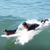 Sammy je foka iz San Diega koja voli surfanje