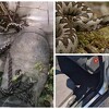 Stanovnici Hercegovine u strahu od zmija, ulaze im u kuće i automobile