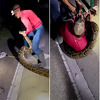 Uhvaćen najveći burmanski piton, dug je više od pet metara i težak 56 kg