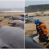 Katastrofa u Škotskoj: Deseci delfina se nasukali na plaži otoka Lewis