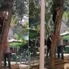 Uspješna akcija: Vatrogasci u Sarajevu spasili mačku s drveta