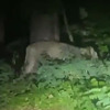 Panika u Berlinu: Primjećena ženka lava na gradskim ulicama