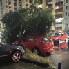 Oluja ponovo pogodila Tuzlu i Gračanicu: Polomljeno drveće završilo na automobilima