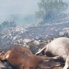 Uznemirujući prizor: U požaru kod  Gacka stradale krave, mještani branili svoje kuće