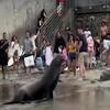 Morski lavovi napali plivače na plaži u San Diegu