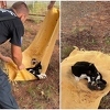 Mostarski vatrogasci s drveta spasili macu koja se kotila, mačiće hvatali u prekrivač