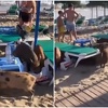 Španija se suočava sa neobičnim problemom: Svinje okupirale plaže na jugu zemlje