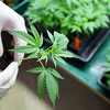 Njemačka na korak do legalizacije kanabisa: Vlada usvojila važan zakon, na redu parlament