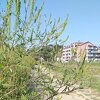 Idealno vrijeme za ambroziju, najvećeg neprijatelja osoba koje boluju od alergija