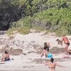 Divlje svinje napravile haos na plaži u Grčkoj, turistima pokušavale ukrasti torbe s hranom