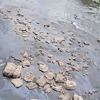Rijeka Bosna u Zenici ponovo zagađena: Nesnosan smrad zbog mazuta