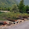 Zabrinjavajući prizori na Boračkom jezeru: Ko je posjekao dugogodišnja stabla na plaži Prenj?