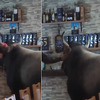 Nesvakidašnja scena na području Manjače: Muškarci uveli bika u kafić pa ga doveli i za šank