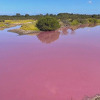 Esktremna suša dovela je do toga da jezero na Havajima odjednom poprimi jarko ružičastu boju