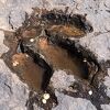 Pronađena nova vrsta dinosaurusa koja je živjela prije 100 miliona godina: Otisci kažu da je bio brz