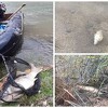Na Boračkom jezeru  vlada pomor ribe: Ustanovljen virus koji izaziva bolest spavanja među šaranima
