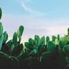 Ukoliko na ovoj fotografiji za 15 sekundi možete uočiti mačku, imate idealnu oštrinu vida