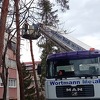 Stara stabla u Tuzli su velika opasnost, nadležni ih uklanjaju kako bi zasadili nova
