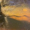 Aligatori preživljavaju niske temperature u zaleđenoj vodi