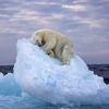 Fotografija uspavanog polarnog medvjeda donijela britanskom fotografu prestižnu nagradu