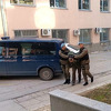 Petkoviću koji je osumnjičen za šverc droge određen pritvor